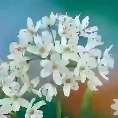 Cowanii